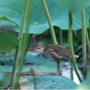 花草、鱼、鸟和虫的图册